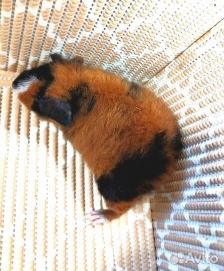 Морская свинка американский тедди