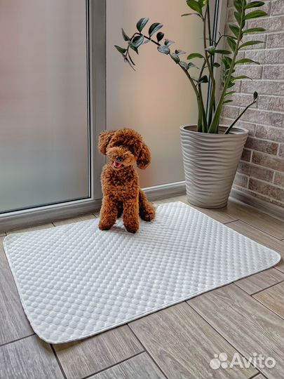 Фотосессия с той пуделем