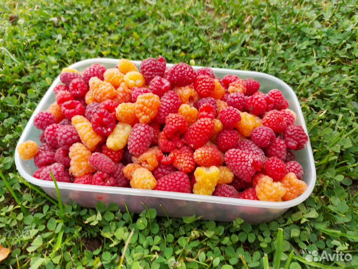 Саженцы ремонтантной малины