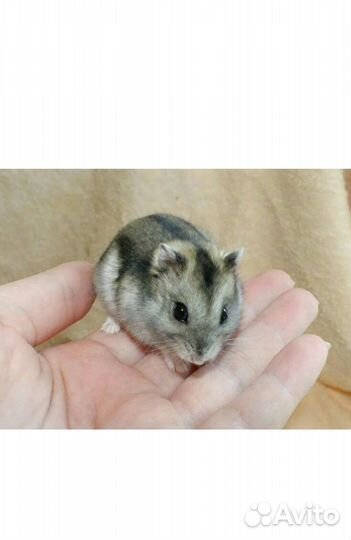 Джунгарский хомяк