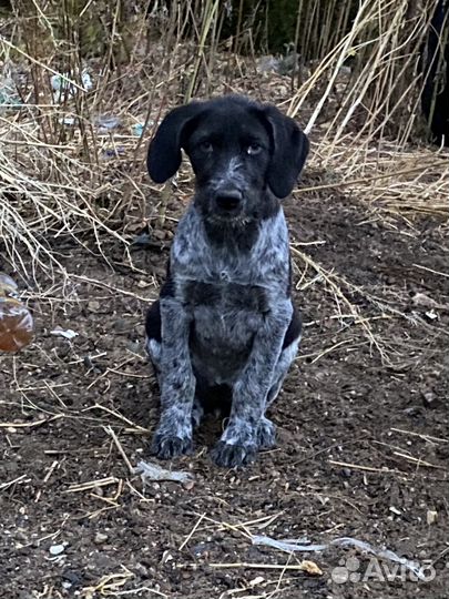 Щенки курцхаара