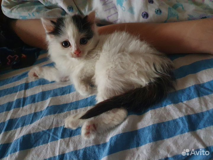 Отдам кошечку в добрые руки