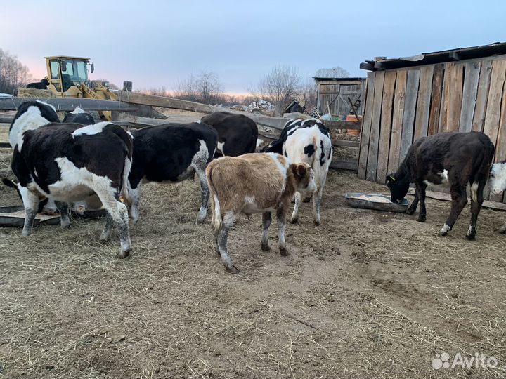 Телочки и бычки