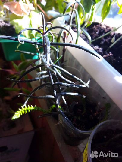 Кактусы, суккуленты