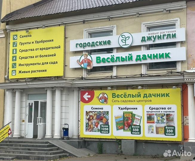 Монстера манки