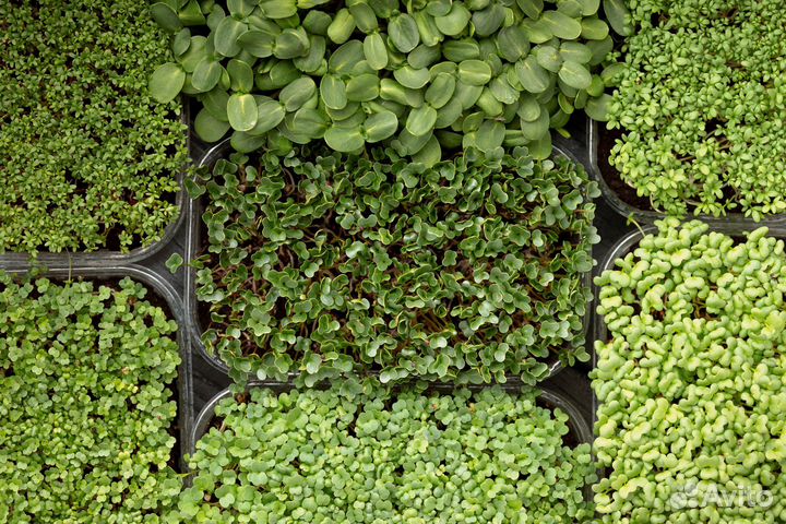 Микрозелень