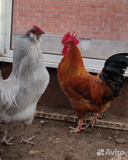 Молодые петушки разных пород