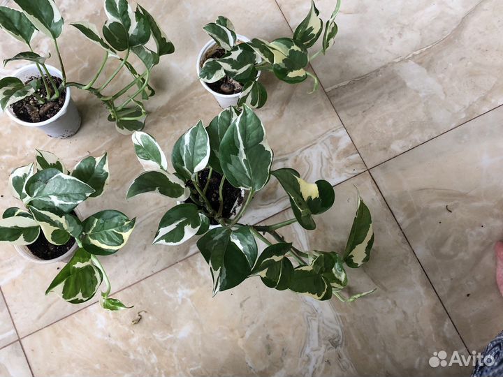 Сцендапсус