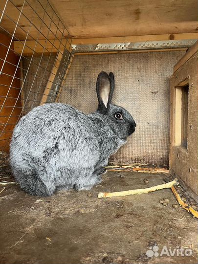 Кролик Полтавское серебро