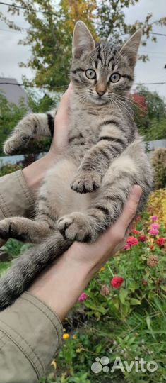 Котенок добрые руки