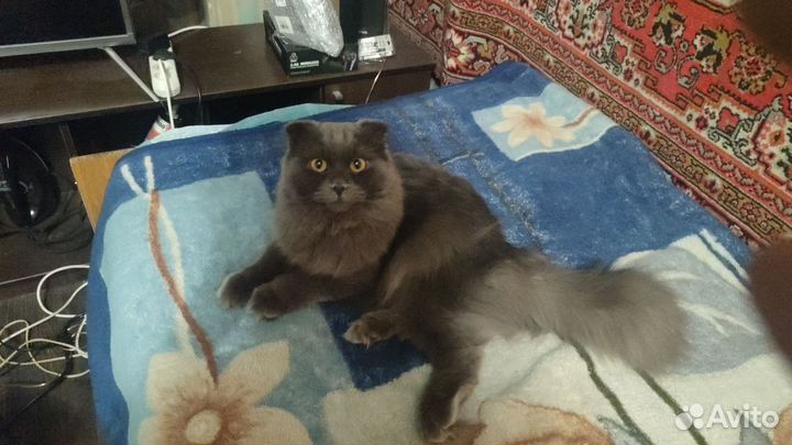 Кот Шотландский вислоухий, длинношёрстный