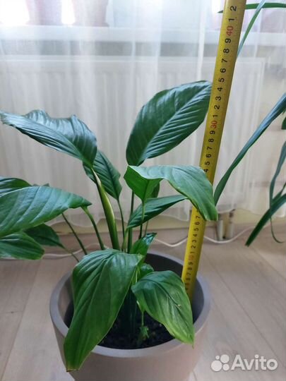 Спатифиллум