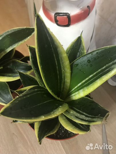 Сансевиерия сортовая Голден Ханни Крео