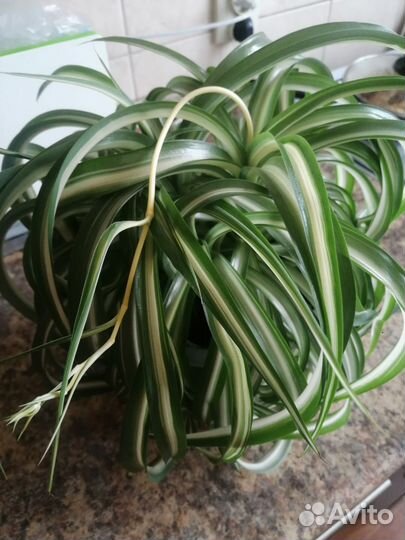 Хлорофитум кудрявый