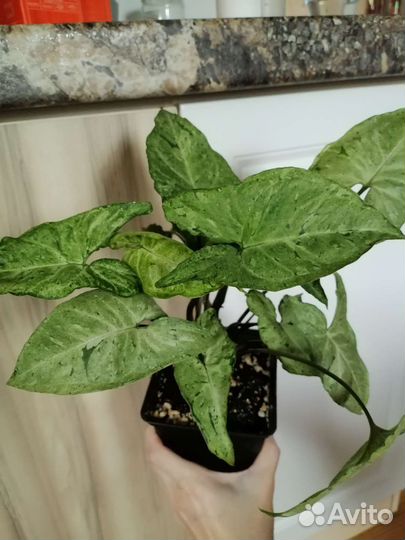 Калатеи и сингониумы