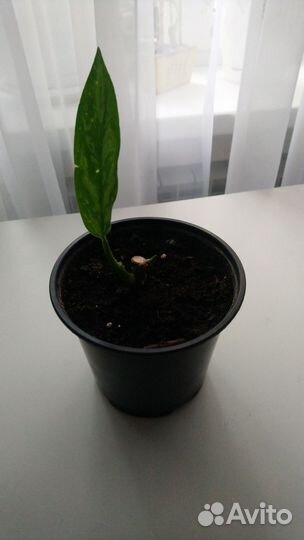 Аглаонема Мария