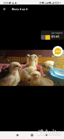 Продам цыплята бролеры кобб 500 (Чехия)