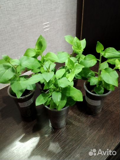 Петунии ампельные, каскадные