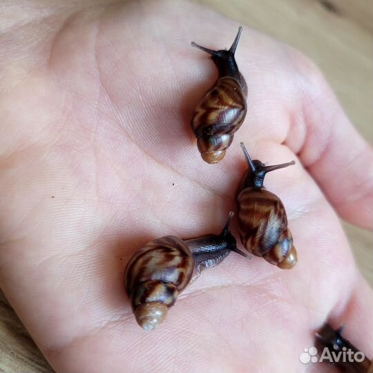 Улитки ахатины ретикулята
