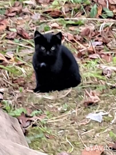 Два котёнка