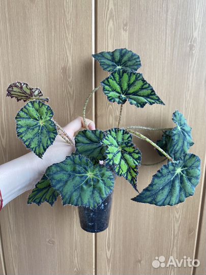 Бегония тигровая (Бауэра)