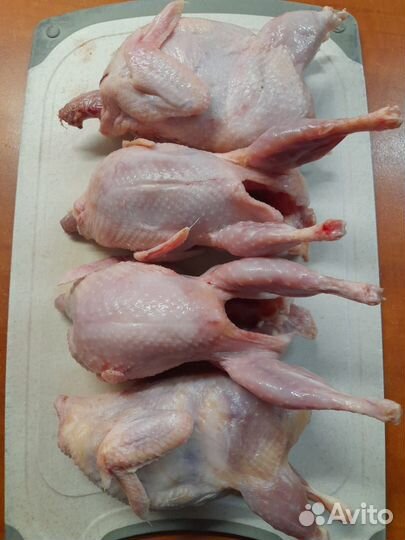 Тушки перепелов. Перепелиные яички