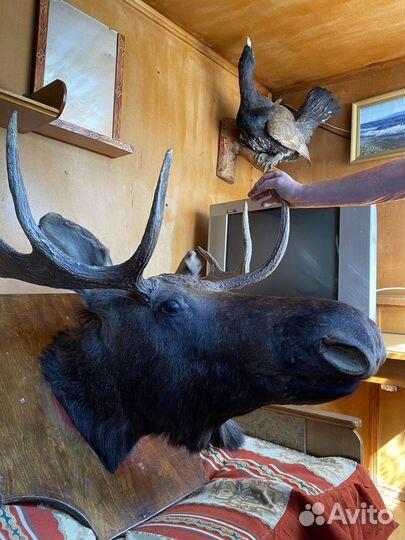 Чучело головы Лося с рогами 6 отростков