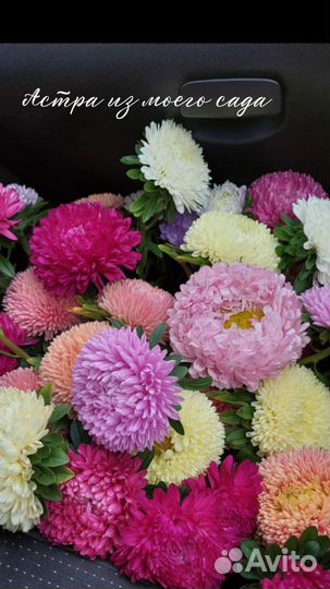 Рассада цветов