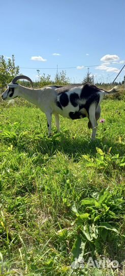 Альпийские козлята