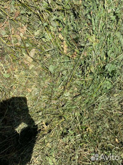 Сено в тюках,козлятник,люцерка,луговое урожай 24г