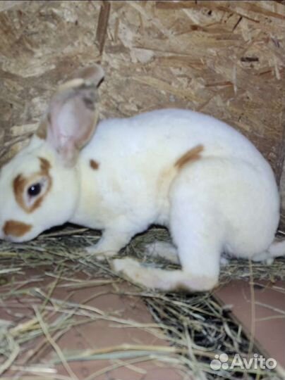 Кролики породы рекс