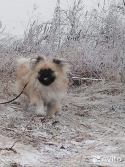 Пекинес в добрые руки