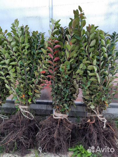 Кизильник блестящий