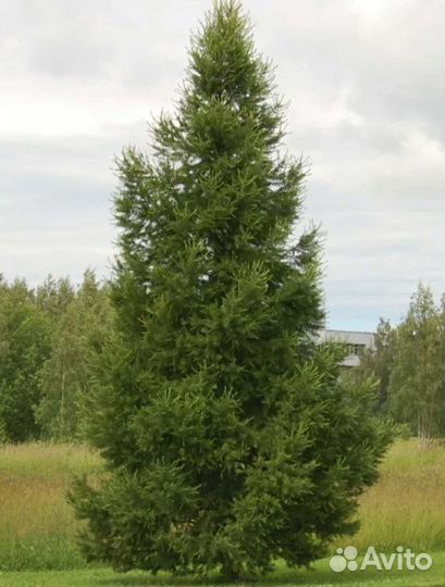 Лиственница сибирская