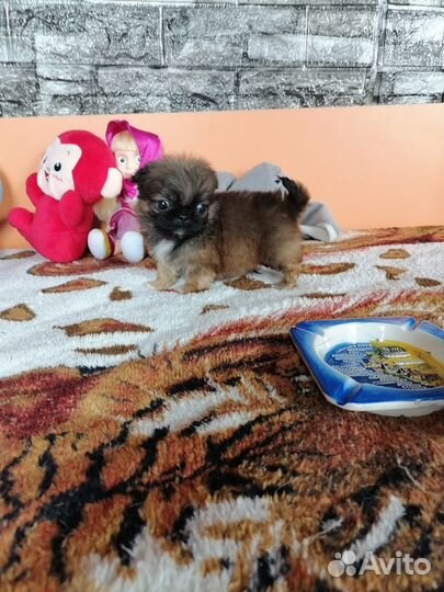 Щенки пекинеса