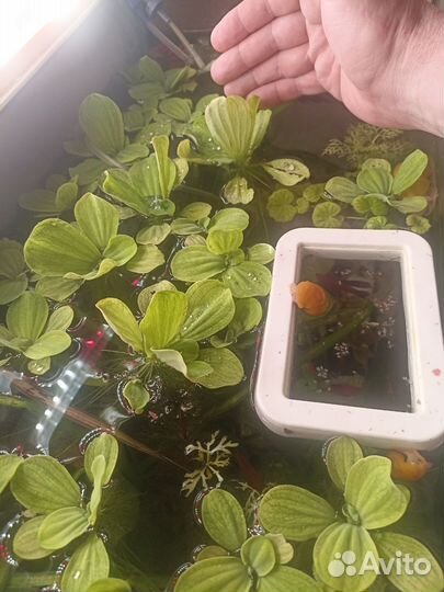 Аквариумные растения