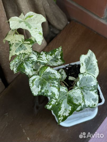 Плющи сортовые