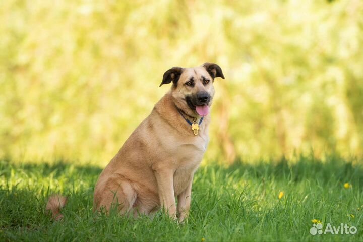 Белка ищет свой дом