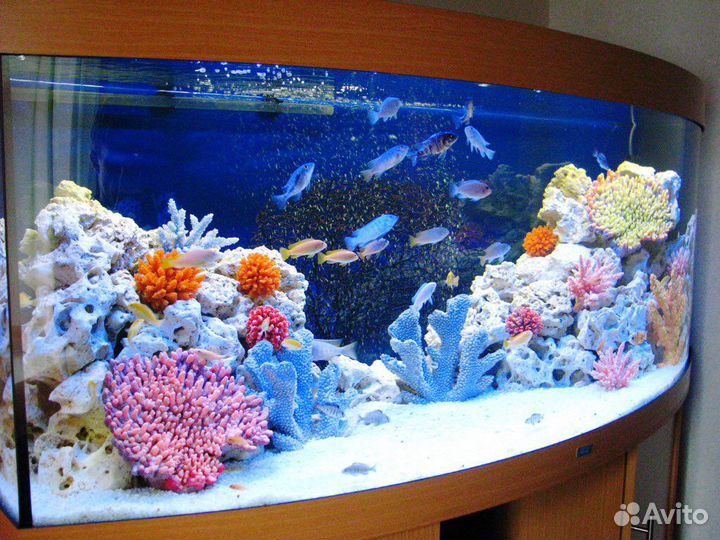 Чистка аквариумов, лечение рыбы, обслуживание