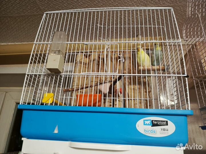 Пара волнистых попугайчиков с клеткой