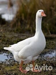 Гусь