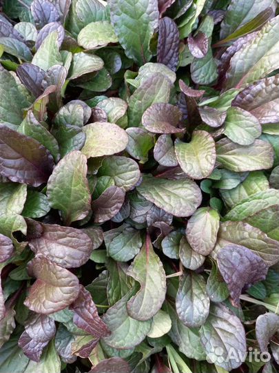 Многолетники для сада