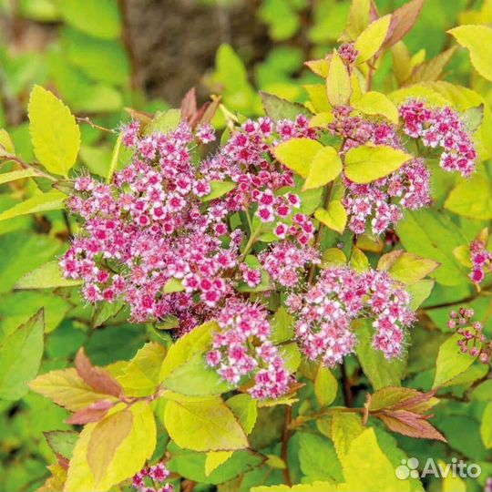Спирея японская, саженцы от 35 см и выше