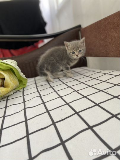 Шотландские котята
