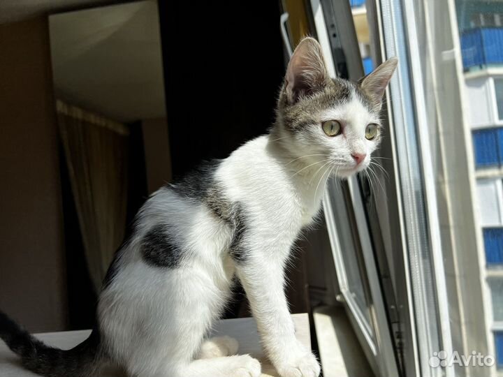 Котенок в добрые руки