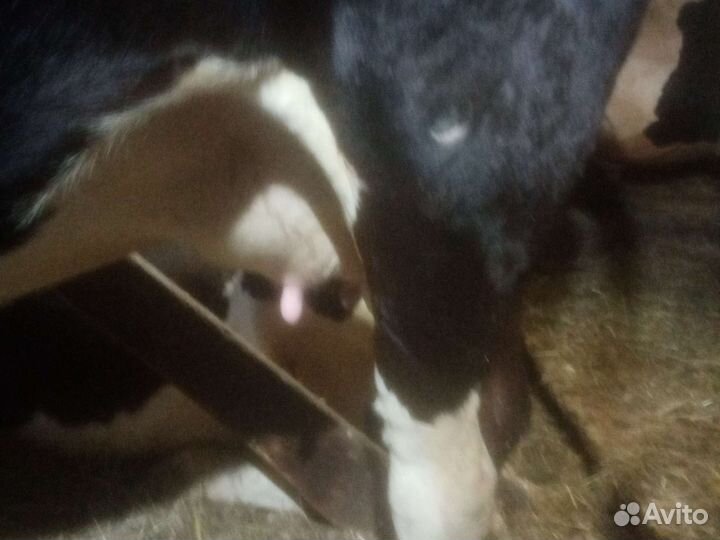 Коровы и телки стельные