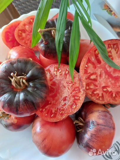 Семена Томатов