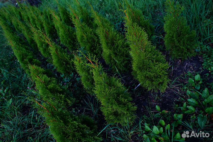 Живая изгородь доставка посадка