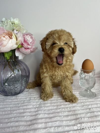 Той-пудель девочка