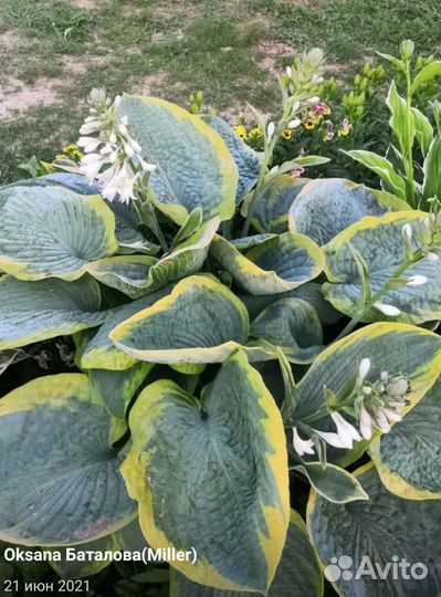 Саженцы хосты